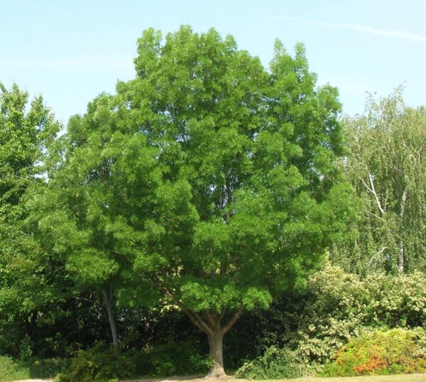 <i>Fraxinus angustifolia</i> subsp. <i>oxycarpa</i> 'Raywood' - Image 19