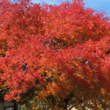 A vibrant Chinese Pistache tree ablaze with red and orange autumn foliage against a bright blue sky. The tree's stunning fall colors create a beautiful landscape.