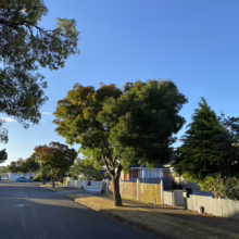 Quiet suburban street on a sunny day, lined with mature trees and tidy houses with fences. A blue car is parked along the road, creating a peaceful neighborhood scene.