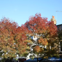 Autumn in London: Trees in vibrant hues of red, orange, and yellow line a street with shops and brick buildings under a clear blue sky. "Dry Cleaning" sign visible.