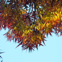Autumn leaves in vibrant shades of red, orange, and yellow hang from tree branches against a bright blue sky. The fall foliage creates a beautiful, colorful canopy.
