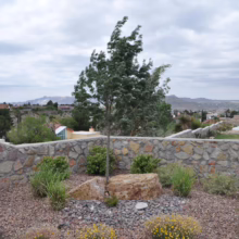 Scenic desert landscape featuring a stone retaining wall with native plants and a young tree. Distant mountains and residential homes dot the horizon under a cloudy sky, capturing the beauty of the Southwest.