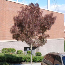 Crimson Pointe Flowering Plum tree with deep burgundy leaves stands near a brick building and a parked minivan. This ornamental tree offers unique color and texture in an urban setting.