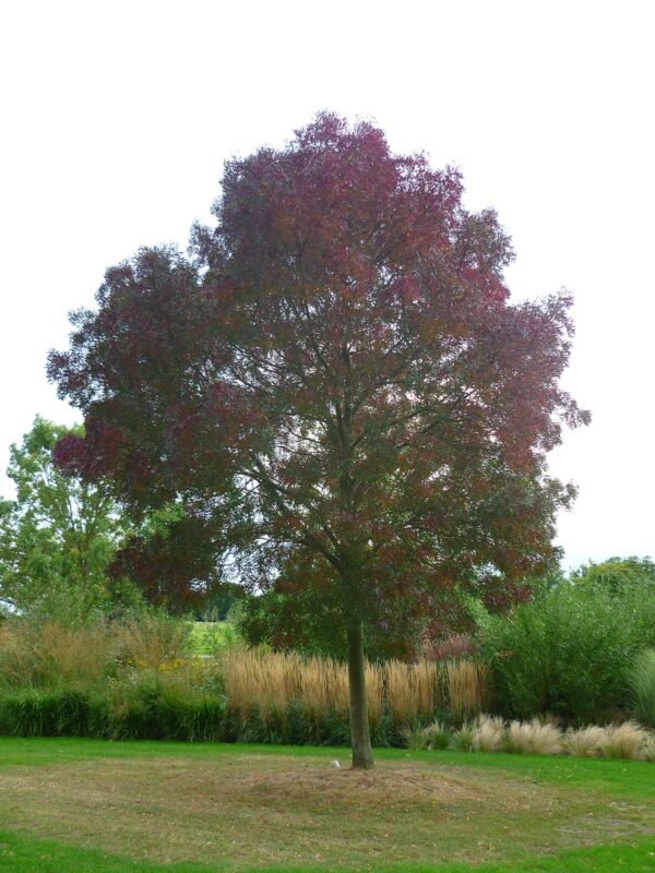 <i>Fraxinus angustifolia</i> subsp. <i>oxycarpa</i> 'Raywood' - Image 8