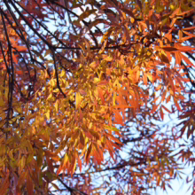 Autumn leaves in shades of gold, orange, and red fill the frame, backlit by a bright blue sky. Branches reach across the view, showcasing the vibrant fall colors of the changing season.