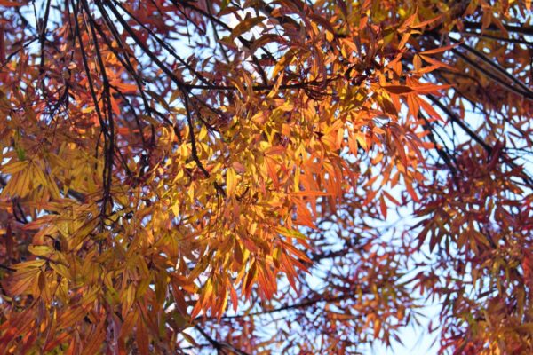 <i>Fraxinus angustifolia</i> subsp. <i>oxycarpa</i> 'Raywood' - Image 9