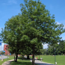 Lush green trees line a park pathway under a bright blue sky. People stroll along the path, enjoying the scenery. A well-maintained lawn stretches out beside the walkway.