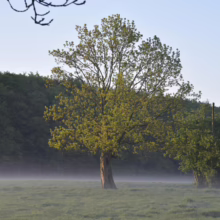 Lone tree stands in a misty meadow at dawn. The sun highlights its green leaves, contrasting with the dark forest backdrop. A tranquil scene of nature's beauty.