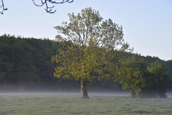 <i>Fraxinus excelsior</i> - Image 3