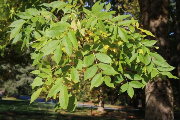 <i>Fraxinus excelsior</i> - Image 4