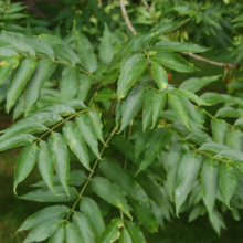 Lush green leaves of a Black Ash tree branch fill the frame, showcasing the tree's compound leaves and vibrant color.