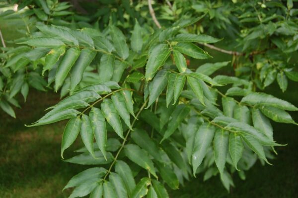 <i>Fraxinus excelsior</i> - Image 5