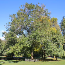 Lush green tree with a protective iron fence around its base, set in a park-like setting with a blue sky. The tree's canopy is full and vibrant, with hints of yellowing leaves.