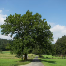 Lush green tree stands beside a country road, dividing grassy meadows. Forested hills rise in the background under a blue sky with scattered clouds.