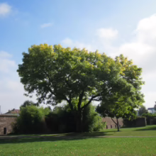 Lush green tree stands on a grassy lawn against a backdrop of a stone wall and blue sky with scattered clouds. A serene park scene.