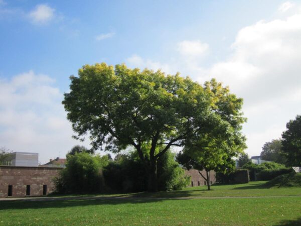 <i>Fraxinus excelsior</i> 'Aurea' - Image 10