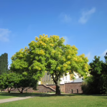 Lush green tree with hints of yellow foliage stands in a park under a bright blue sky. A stone wall and building are visible in the background.