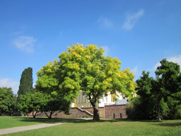 <i>Fraxinus excelsior</i> 'Aurea' - Image 11