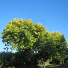 Lush green tree with hints of yellow against a clear blue sky, suggesting the transition of seasons. A glimpse of a red-roofed building adds depth to the landscape.