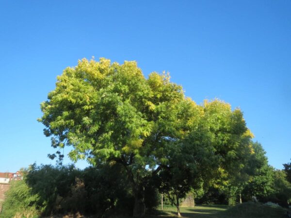 <i>Fraxinus excelsior</i> 'Aurea' - Image 12