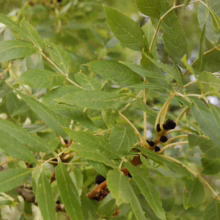 Green ash tree branch with compound leaves and dark berries. The leaves are bright green and lance-shaped, with serrated edges. The berries are clustered at the base of the leaves.