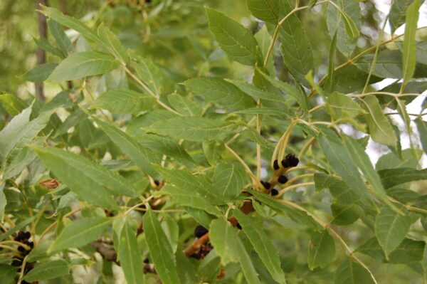 <i>Fraxinus excelsior</i> 'Aurea' - Image 13