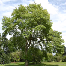 Lush green tree with a broad canopy stands prominently on a sunny lawn against a backdrop of blue sky and puffy white clouds. The tree's branches spread wide, offering ample shade on the grassy field.