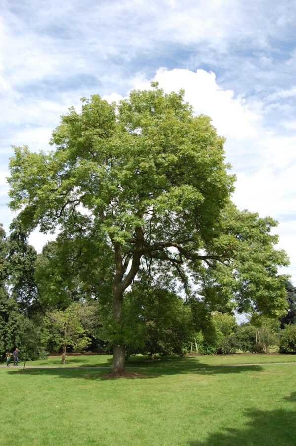 <i>Fraxinus excelsior</i> 'Aurea' - Image 14