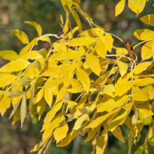Golden autumn leaves on an ash tree branch. The vibrant yellow foliage signals the fall season, creating a bright and cheerful scene.
