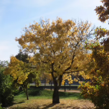 Golden tree in full autumn foliage stands prominently in a park setting under a bright blue sky, casting a shadow on the grassy lawn. Other trees with green and yellow leaves surround it, hinting at the changing season.