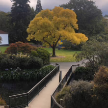Bridge leads to a vibrant yellow tree in a park setting. Lush greenery surrounds the pathway, creating a peaceful and scenic landscape.