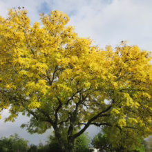Golden ash tree ablaze with yellow autumn leaves against a cloudy sky. Branches spread wide, showcasing the vibrant fall foliage.
