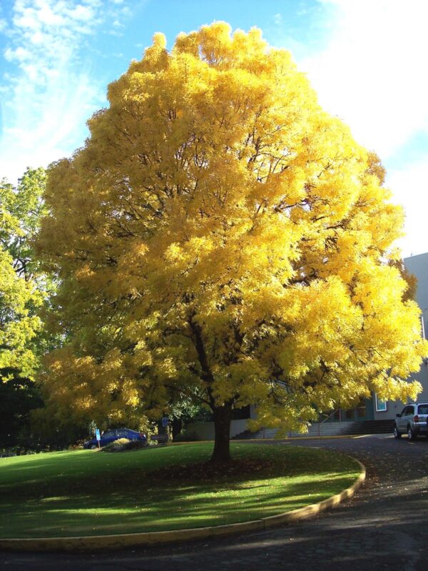 <i>Fraxinus excelsior</i> 'Aurea'