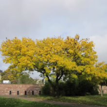 Golden tree in autumn stands out against a brick wall and cloudy sky. The tree's vibrant yellow leaves signal the fall season in a park setting.