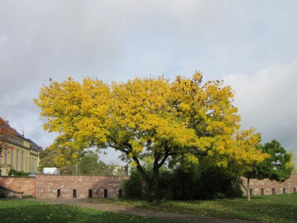 <i>Fraxinus excelsior</i> 'Aurea' - Image 7