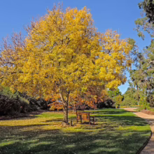 Golden autumn tree with vibrant yellow leaves casting shadows on a green lawn in a park. Two wooden benches sit beneath the tree, inviting rest. A winding path leads through the tranquil scene under a clear blue sky.