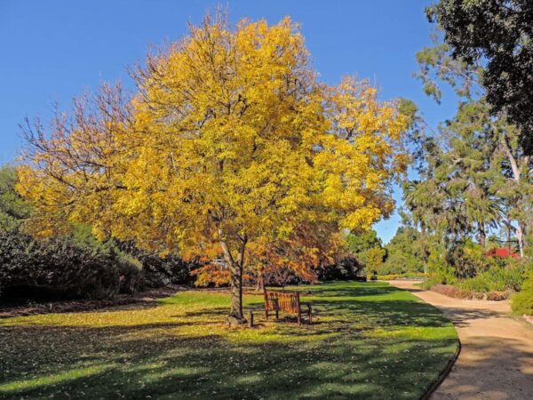 <i>Fraxinus excelsior</i> 'Aurea' - Image 8