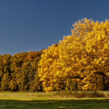 Golden autumn tree stands majestically in a vibrant green meadow under a clear blue sky. The surrounding forest displays a mix of fall colors, creating a serene and picturesque landscape.