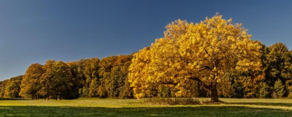 <i>Fraxinus excelsior</i> 'Aurea' - Image 9