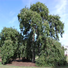 Lush weeping trees with vibrant green foliage dominate a park landscape under a bright blue sky. A red tent and distant buildings add depth to the scenic outdoor setting.