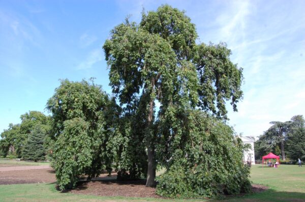 <i>Fraxinus excelsior</i> 'Aurea Pendula' - Image 10