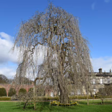Large weeping beech tree with bare branches in a green lawn setting, under a blue sky with clouds. Historic building and walled garden in the background.