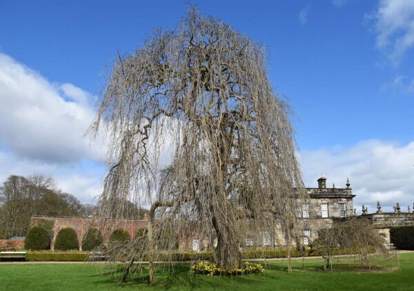 <i>Fraxinus excelsior</i> 'Aurea Pendula' - Image 11