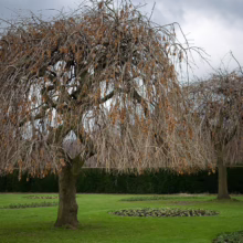 Two weeping trees stand bare in a green park under a cloudy sky. Their cascading branches form a curtain-like shape, contrasting with the manicured lawn and hedge in the background.