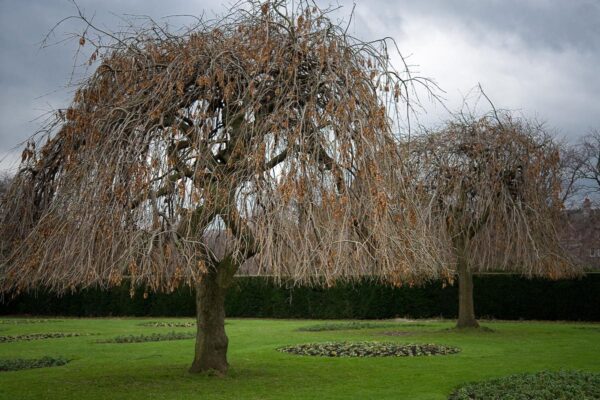 <i>Fraxinus excelsior</i> 'Aurea Pendula' - Image 12