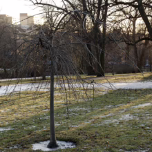 Bare weeping tree in a winter park, with thin branches reaching down. A dusting of snow covers the green grass, and buildings are visible in the distance under a pale sky.