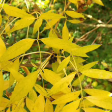 Close-up of a vibrant red poppy wildflower with delicate petals, standing out against a soft green field.