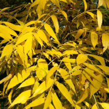 Golden autumn leaves on an ash tree branch, vibrant yellow foliage illuminated by sunlight. A classic fall scene.
