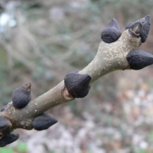 Close-up of a tree branch in winter, showcasing its distinctive dark, cone-shaped buds ready to burst forth in spring. The smooth, gray bark contrasts with the buds, hinting at new life.