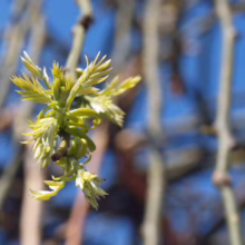 Close-up of a tree branch sprouting new leaves in spring. The delicate, light green leaves contrast with the blurred background of more branches and a bright blue sky.
